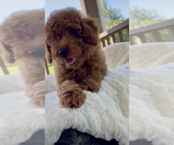 Medium Photo #6 Goldendoodle (Miniature) Puppy For Sale in RANDOLPH, WI, USA