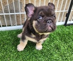 Small #13 French Bulldog