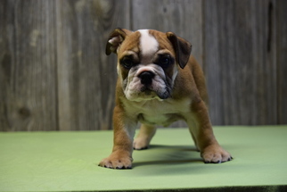 English Bulldogge Puppy for sale in FREDERICKSBURG, OH, USA