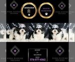 Small Photo #7 Maltipoo Puppy For Sale in WARSAW, IN, USA