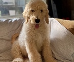 Small #4 Goldendoodle