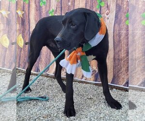 Great Dane-Unknown Mix Dogs for adoption in Stover, MO, USA