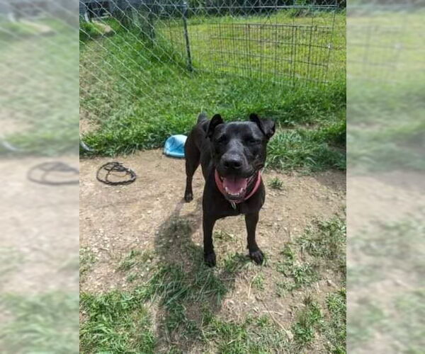 Medium Photo #9 American Pit Bull Terrier-Mountain Cur Mix Puppy For Sale in Calhoun, GA, USA