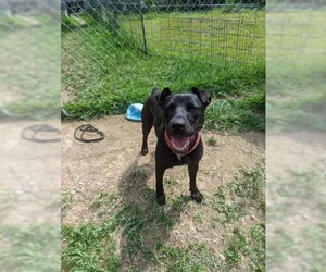Kora - Female American Pit Bull Terrier-Mountain Cur Mix Dog for Adoption - Photo #9