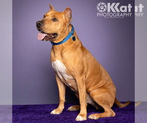 Mutt Dogs for adoption in Oklahoma City, OK, USA