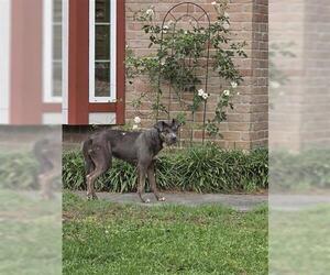 American Pit Bull Terrier-Unknown Mix Dogs for adoption in Houston, TX, USA