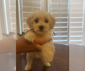 Maltipoo Puppy for Sale in LOS ANGELES, California USA
