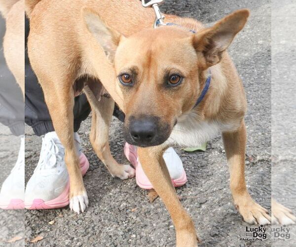 Medium Photo #3 Mutt Puppy For Sale in Washington, DC, USA