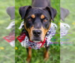 Small #3 Rottweiler Mix