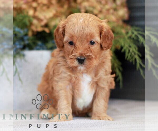 Medium Photo #1 Cavapoo (Miniature) Puppy For Sale in NARVON, PA, USA