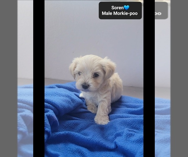 Medium Photo #2 Morkie Poo (Toy) Puppy For Sale in TUCSON, AZ, USA