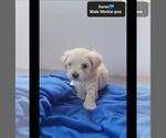 Small #1 Morkie Poo (Toy)
