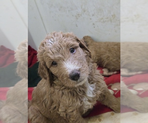 Medium Photo #5 Goldendoodle Puppy For Sale in BROADVIEW HEIGHTS, OH, USA