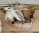 Small #1 Shih Tzu