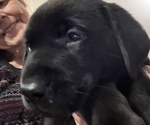 Small #1 Labrador Retriever