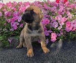 Puppy Oliver Cane Corso