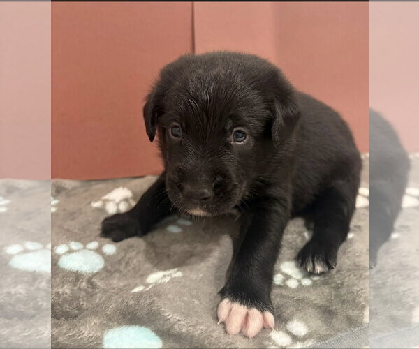 Medium Photo #4 Australian Shepherd-Unknown Mix Puppy For Sale in Euless, TX, USA