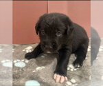 Small #3 Australian Shepherd Mix
