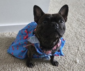 Mother of the French Bulldog puppies born on 10/02/2025