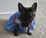 Small Photo #1 French Bulldog Puppy For Sale in COLUMBUS, GA, USA