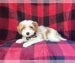 Small #2 Cavapoo