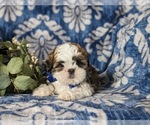 Small Photo #3 Shih Tzu Puppy For Sale in KIRKWOOD, PA, USA