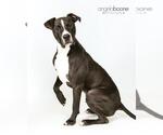 Small #1 American Pit Bull Terrier Mix