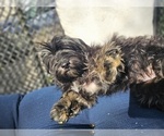 Small Photo #3 Havanese Puppy For Sale in KODAK, TN, USA