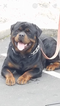 Small Photo #1 Rottweiler Puppy For Sale in ANTIOCH, CA, USA