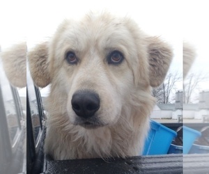 Karakachan-Maremma Sheepdog Mix Dogs for adoption in MONROE CITY, MO, USA