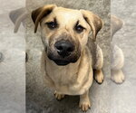 Small #1 Mutt