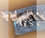 Small Photo #1 Biewer Yorkie Puppy For Sale in WOODSTOCK, GA, USA