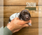 Puppy Snow German Shorthaired Pointer