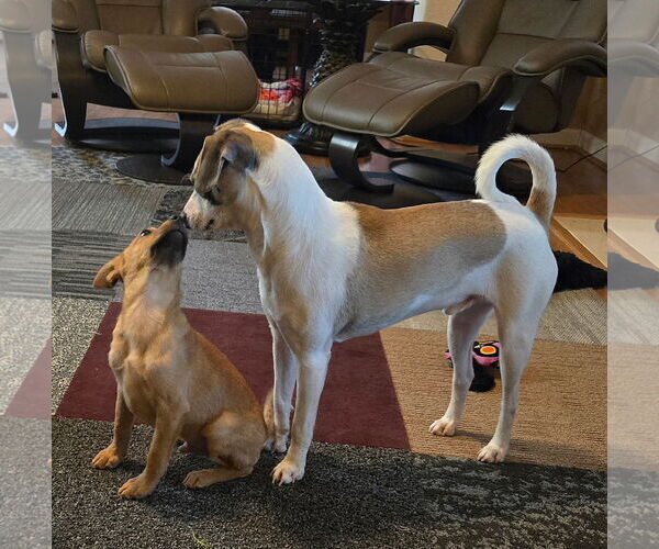 Medium Photo #4 Chihuahua-Unknown Mix Puppy For Sale in Virginia Beach, VA, USA