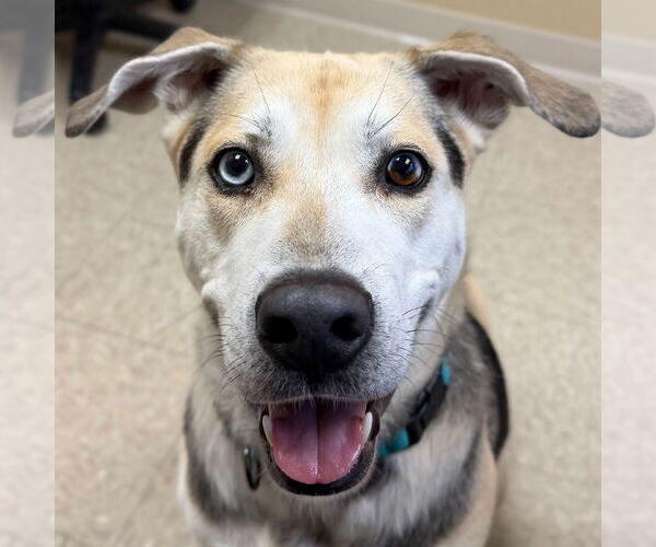 Medium Photo #1 German Shepherd Dog-Unknown Mix Puppy For Sale in Jefferson, WI, USA