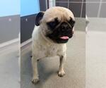 Small Pug