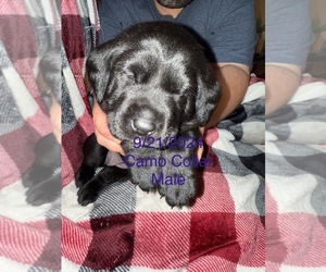 Labrador Retriever Puppy for Sale in MANITOWOC, Wisconsin USA