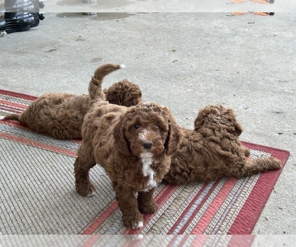 Medium Photo #1 Goldendoodle (Miniature) Puppy For Sale in PLATTE CITY, MO, USA