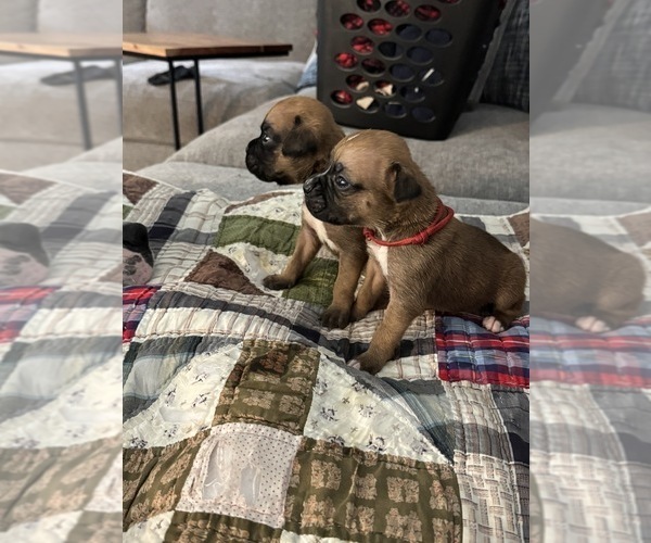 Medium Photo #6 Boxer Puppy For Sale in BRUSH CREEK, TN, USA