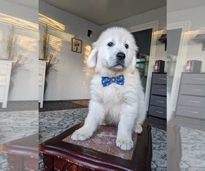 Golden Retriever Puppy for Sale in ELVERTA, California USA