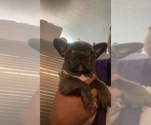 French Bulldog Puppy for sale in PUEBLO, CO, USA