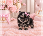 Hand delivery - Female Pomeranian Puppy for Sale - Photo #7