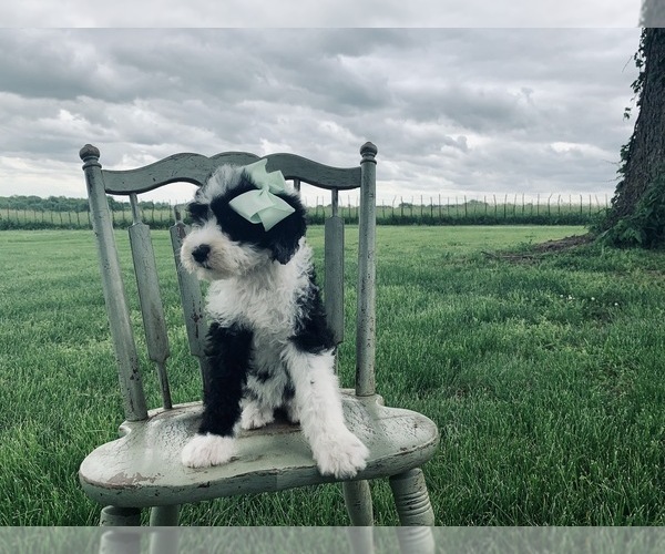 Medium Photo #7 Sheepadoodle Puppy For Sale in DADEVILLE, MO, USA