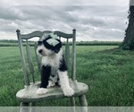 Small Photo #7 Sheepadoodle Puppy For Sale in DADEVILLE, MO, USA