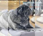 Small #2 Pug