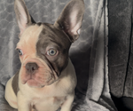 Small #4 French Bulldog