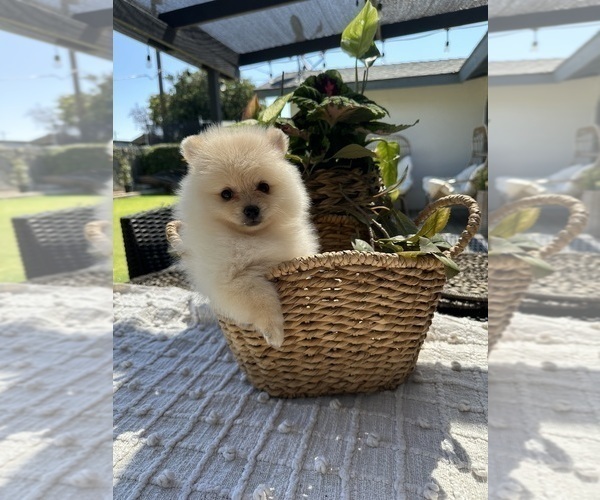 Medium Photo #8 Pomeranian Puppy For Sale in BAKERSFIELD, CA, USA