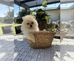 Small #7 Pomeranian