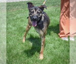 Small #3 German Shepherd Dog Mix