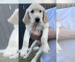 Honey - Female English Cream Golden Retriever Puppy for Sale - Small photo